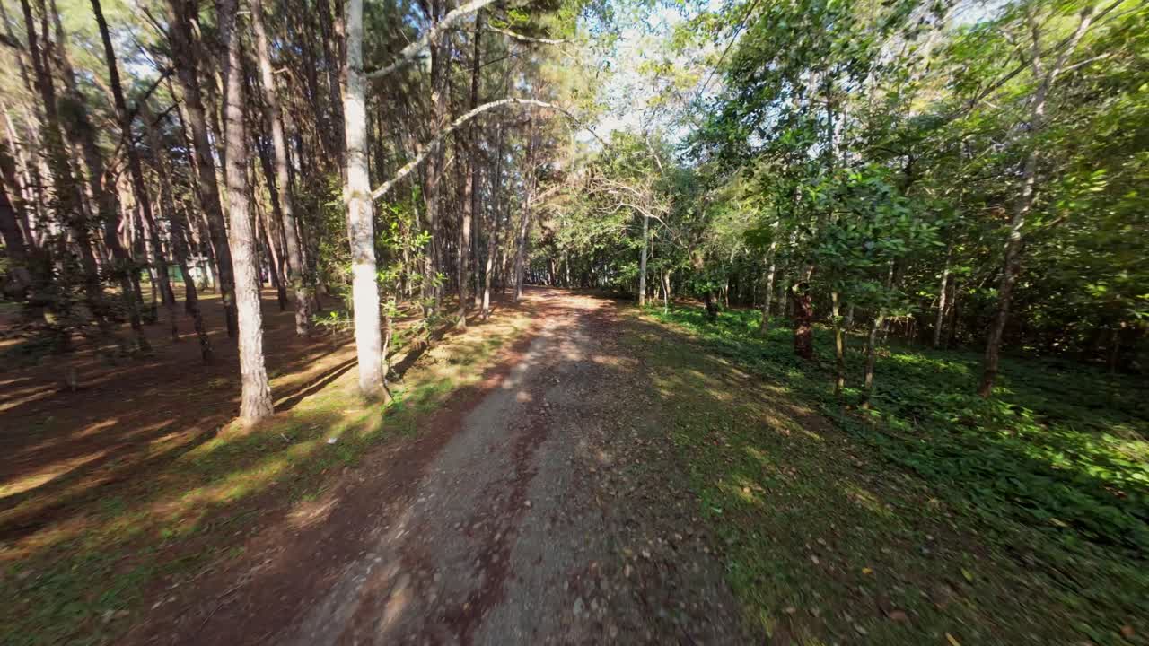 Path in forest of National park of Aniana Vargas during sunny day. Pov forward drone shot., Branches of trees at blue sky. Calm nature of Dominican Republic. Serene flight.