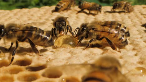 macro shot of two bees collecting honey from drop