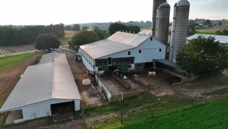 holstein cows in barnyard manure