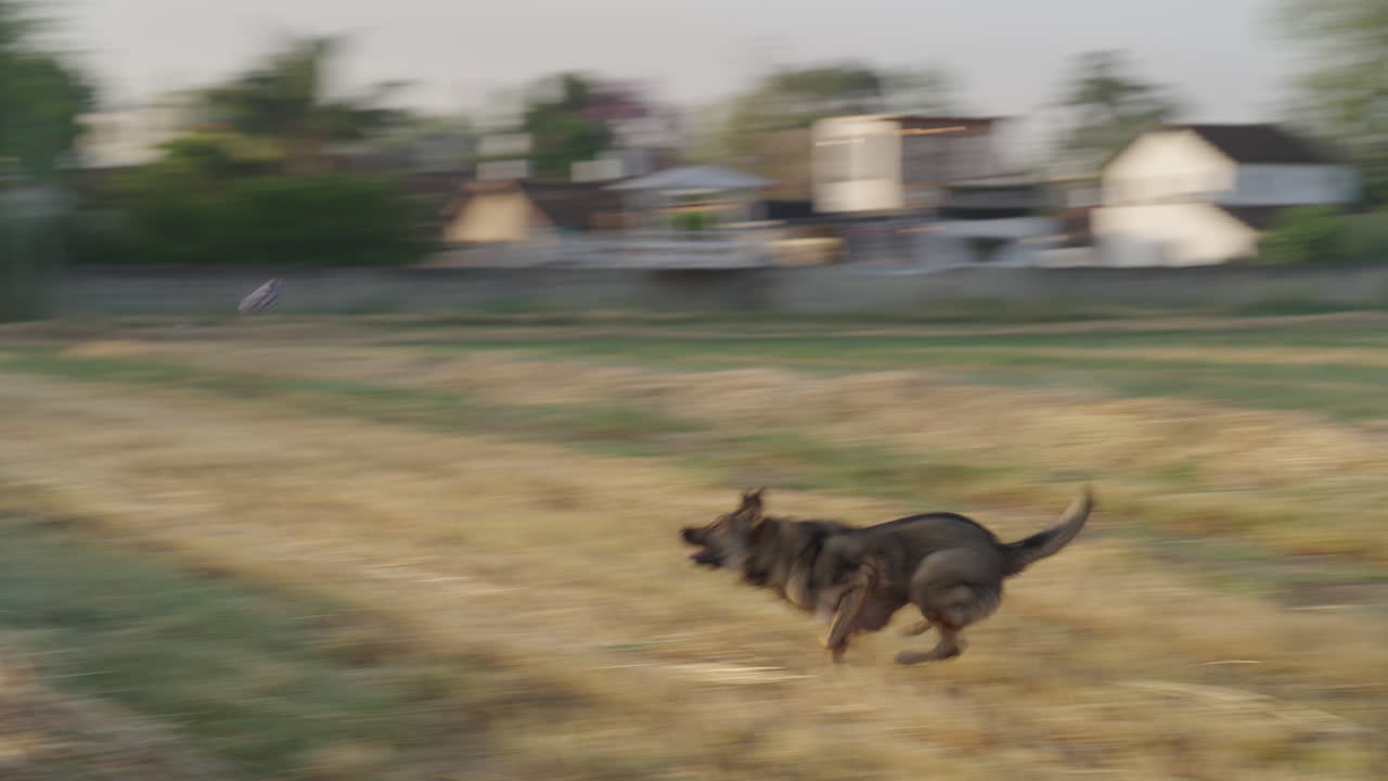 Fast Motion Lupo Italiano Sprinting After Fetch Ball at Sunrise
