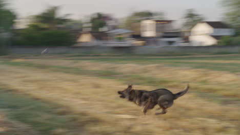 fast motion lupo italiano sprinting after fetch ball at sunrise