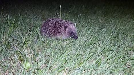 adorable young hedgehog sitting on illuminated lawn grass at night