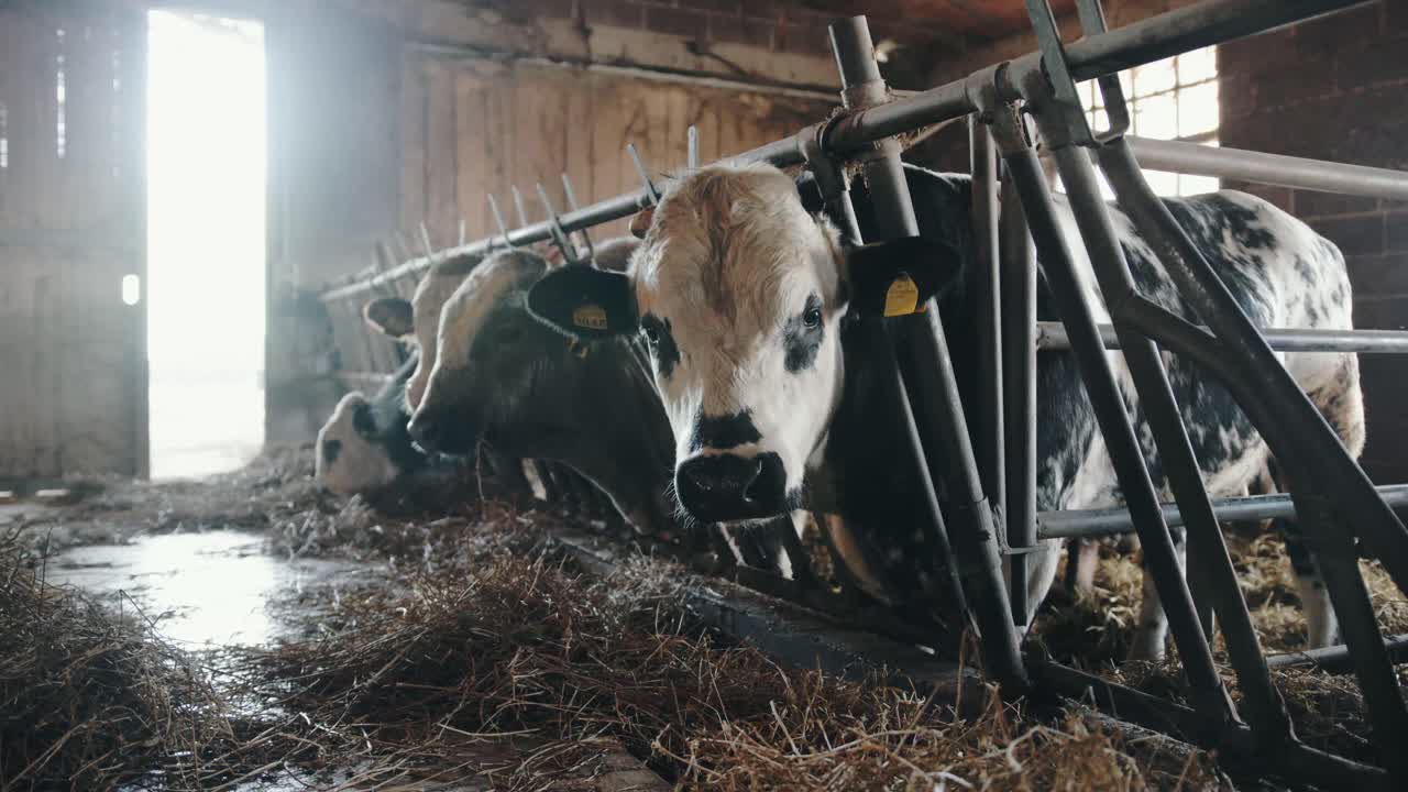 Ripresa al rallentatore di una mucca in allevamento in una fattoria italiana