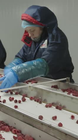 industrial processing of frozen raspberries