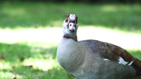 close-up view egyptian goose in botanical garden of cape town, south africa