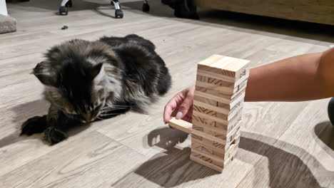 Beschnittene-Ansicht-Einer-Person,-Die-Jenga-Hochhäuser-In-Der-Nähe-Der-Katzenrasse-Maine-Coon-Spielt