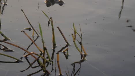 Tiro-De-Cerca-En-Cámara-Lenta-De-Libélulas-Zumbando-Alrededor-De-Juncos-En-El-Lago-Victoria-áfrica