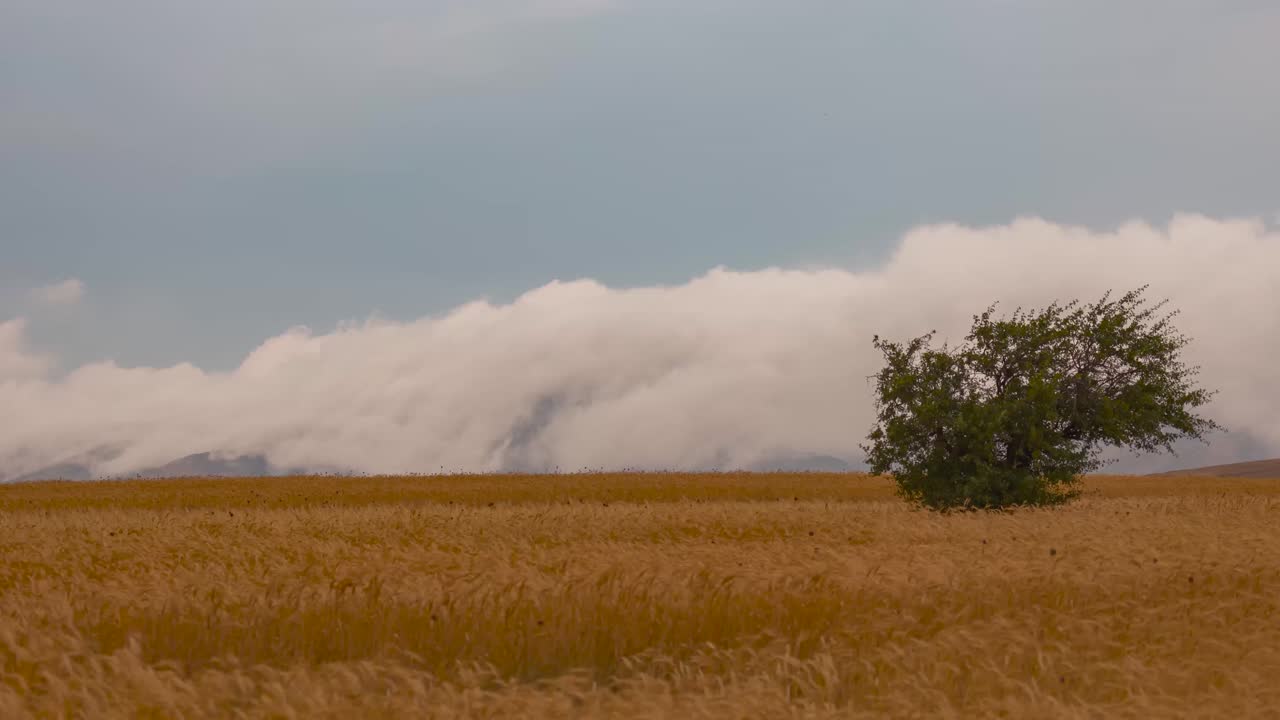 Clouds Crawl Over Top of the Mountains into Plain Wheat Lands in Beautiful Landscape of Alone Tree in Farm Field Meadow