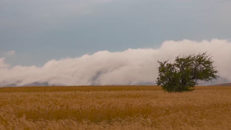 clouds crawl over top of the mountains into plain wheat lands in beautiful landscape of alone tree in farm field meadow