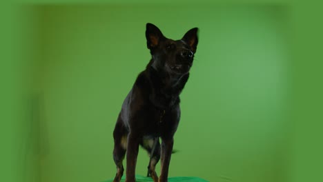 el perro pastor negro que ladra.