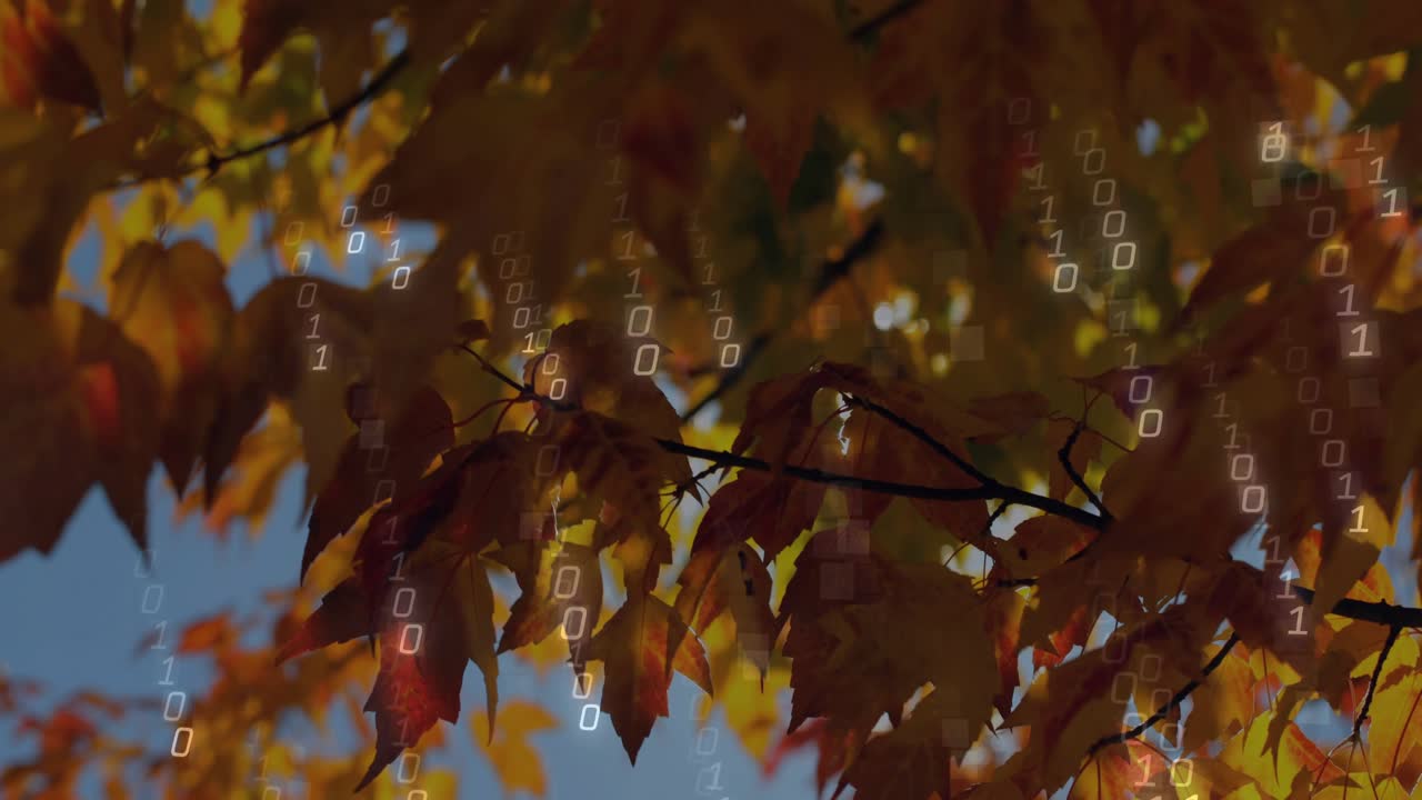 Sunburst glinting through leaves sparking binary appearing falling over fall leaves showing data