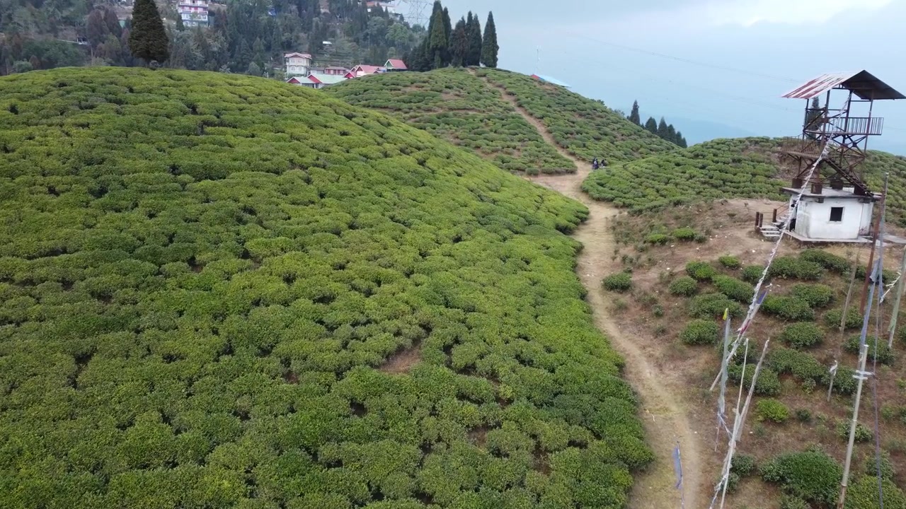 Riprese con drone della piantagione di tè di Mirik