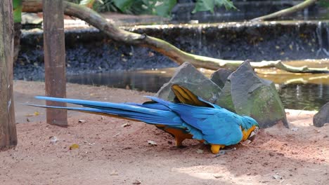 par de coloridos guacamayos azules y amarillos en un santuario, parque das aves, brasil