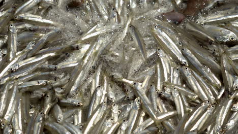 pesca de anchoas frescas en el puerto pesquero