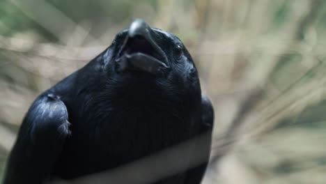 cabeza de cuervo negro gritando en el bosque. cuervo común girando la cabeza en la madera