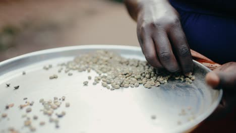 black african hand sorting raw coffee beans on metal plate - close-up