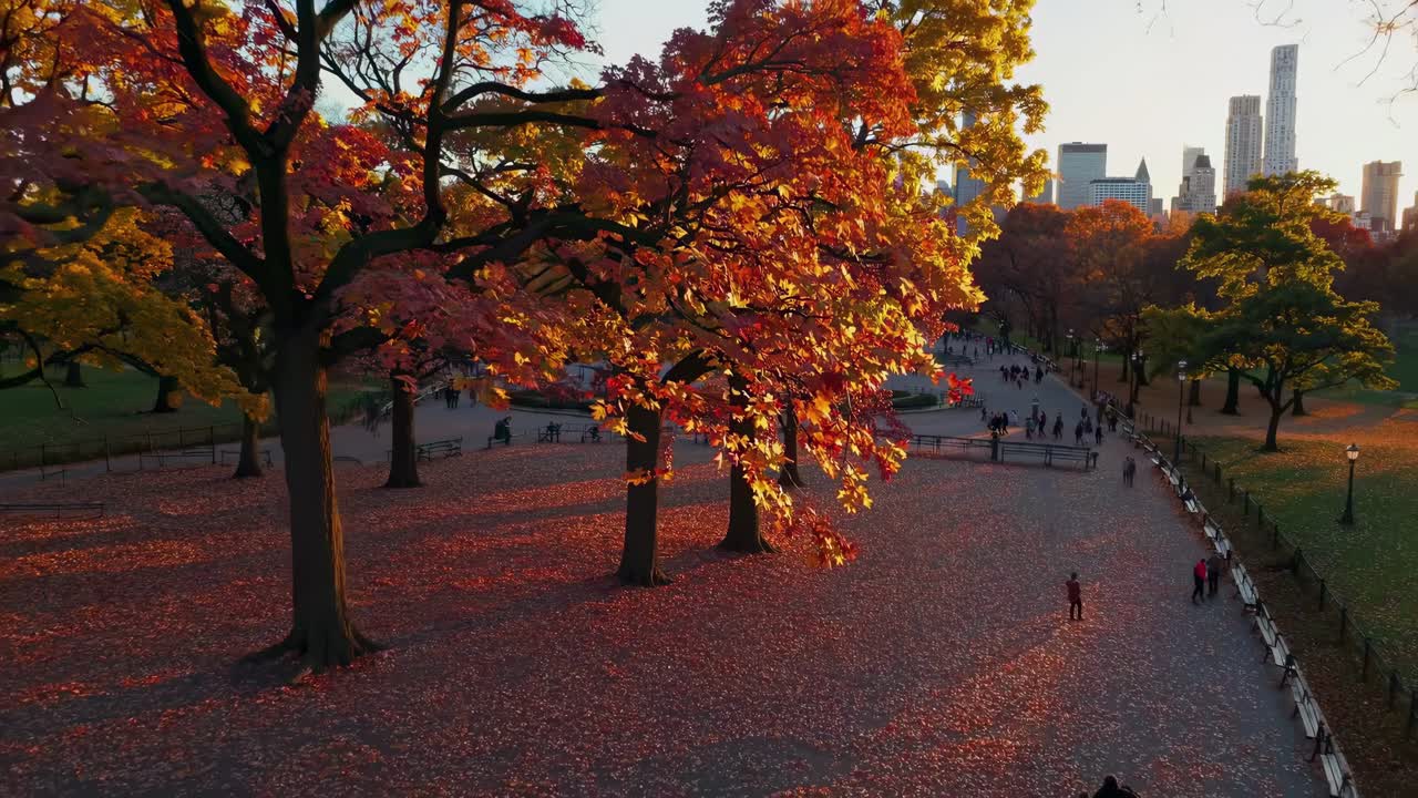 Aerial video captures a park in autumn, showcasing vibrant orange leaves and long shadows