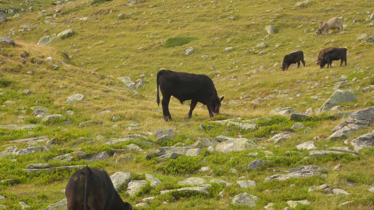 Herd of Cows grazing in a green rocky field in the Swiss Alps, mountain environment