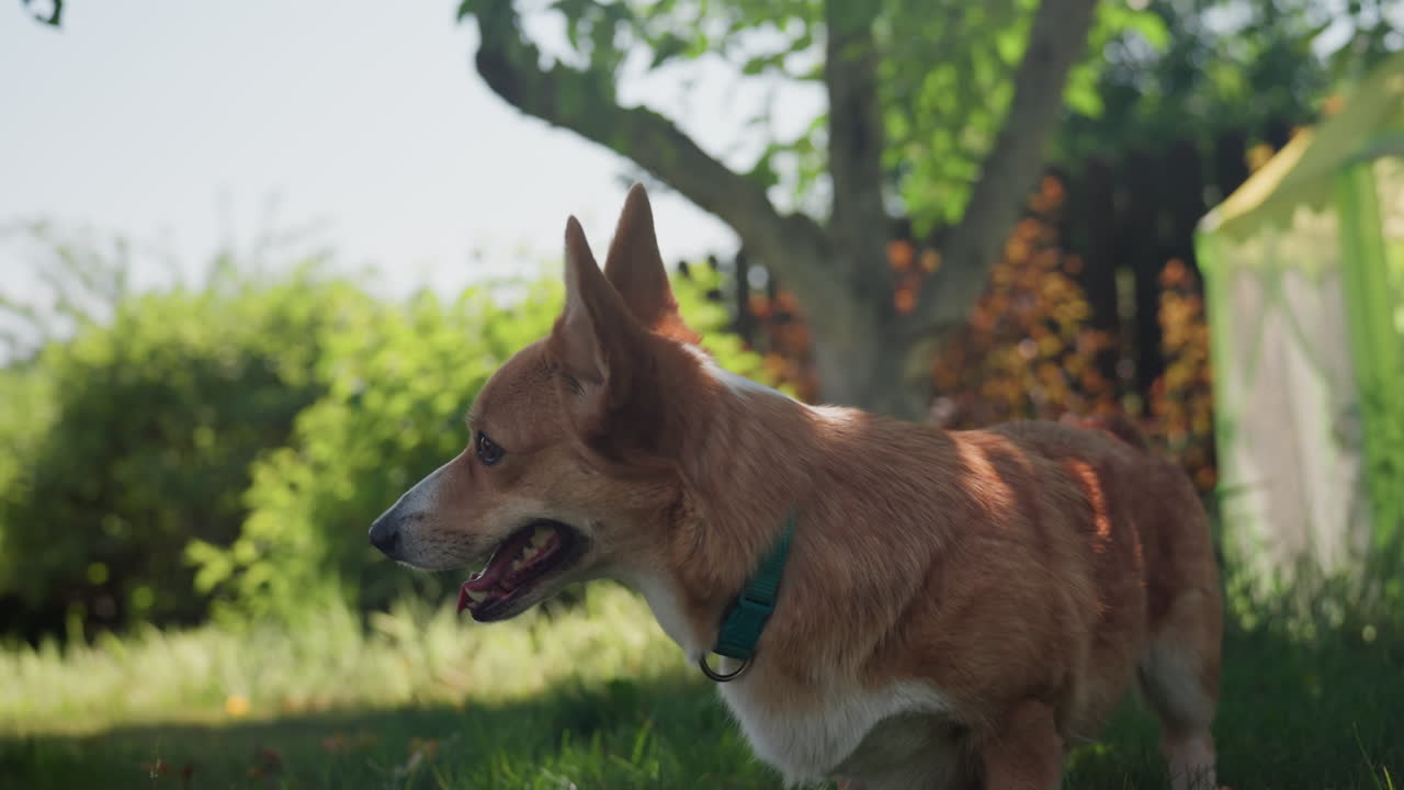 Dog Stroll Sharing Tranquility, Canine And Woman Enjoy Peaceful Walk, Corgi And Lady Walk Calmly Through Lush Grass, Small Dog And Woman Experience Serene Outdoor Companionship In Sunlight