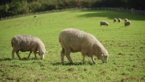 close-up of two merino sheep grazing grass in foreground and herd of animals on mountain slope field in background feeding on summer sunny day - slow motion