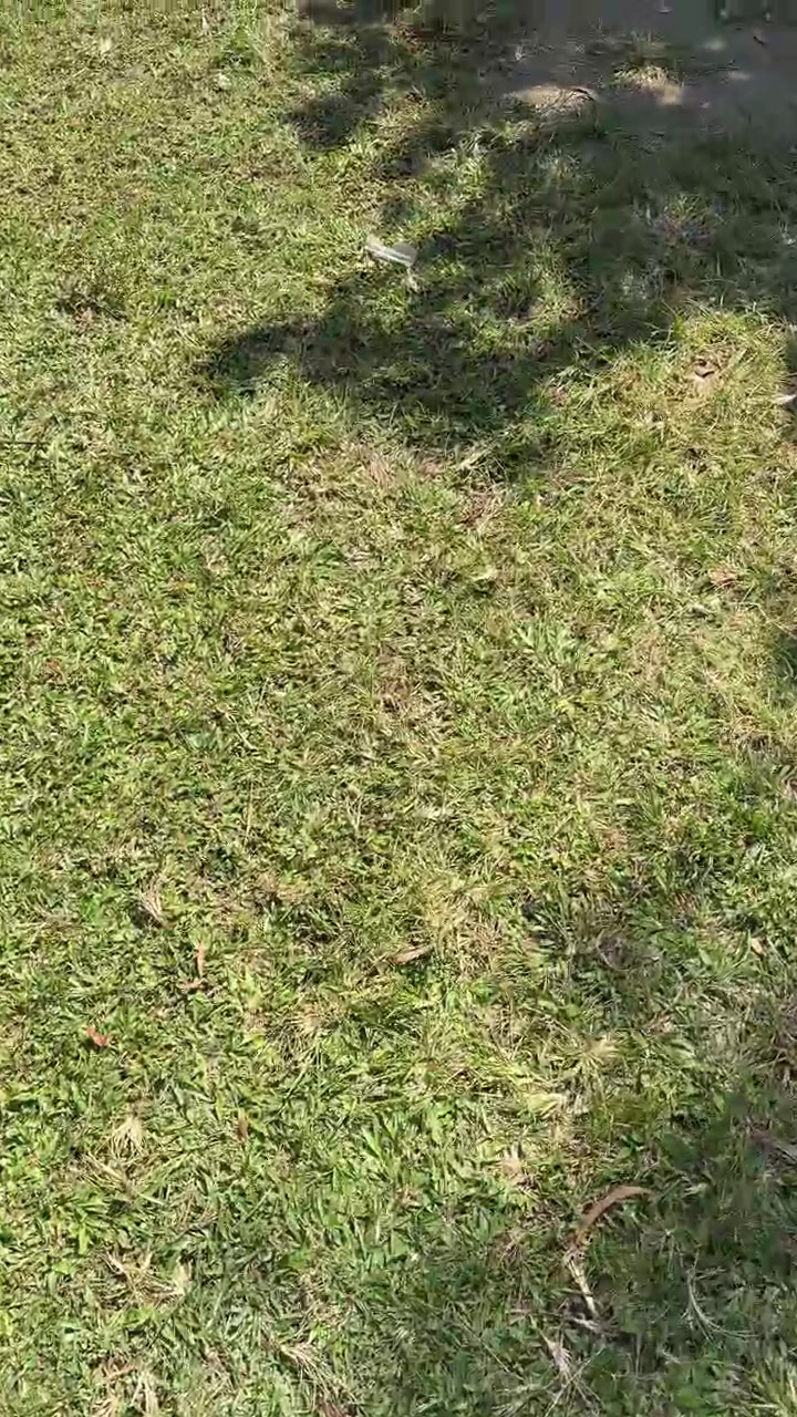Passeggiata su terreno erboso con foglie sparse e terra