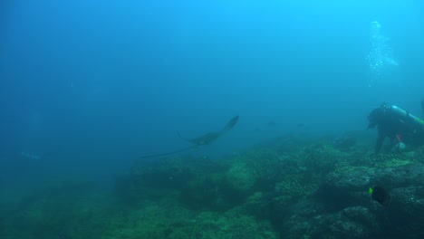 Raya-águila-Y-Buzo-En-El-Arrecife-De-Coral