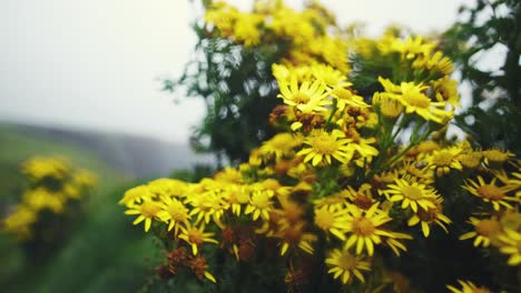 bright yellow wild flowers moving in extreme coastal wind, near the famous cliffs of moher seascape, on a rainy and moody day, ireland