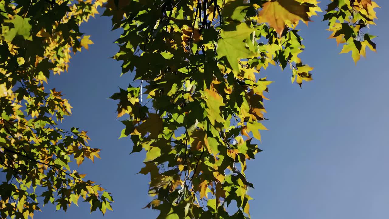Video captures sunlight filtering through green and yellow leaves against a clear blue sky, shot