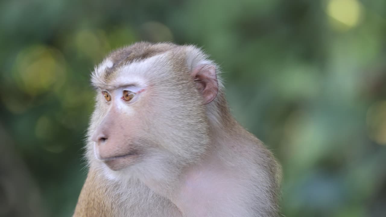 un mono escaneando el entorno con enfoque