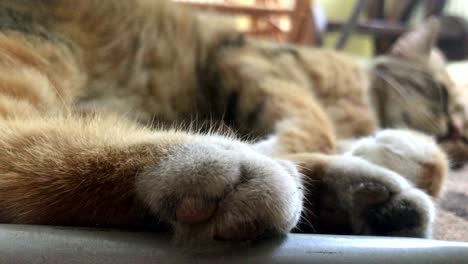 big kitty with soft paws sleeps