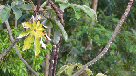 A-distant-shot-of-a-vibrant-Blue-Gray-Tanager-perched-on-a-branch-of-tree-in-Los-Nevados-National-Park,-Columbia