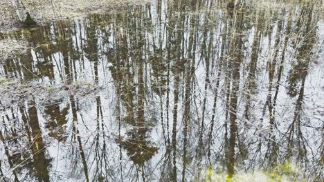 in the wood the spring begins, trees stand in water, a sunny day, patches of light and reflection on water, trunks of trees are reflected in a puddle, streams flow, conceals snow