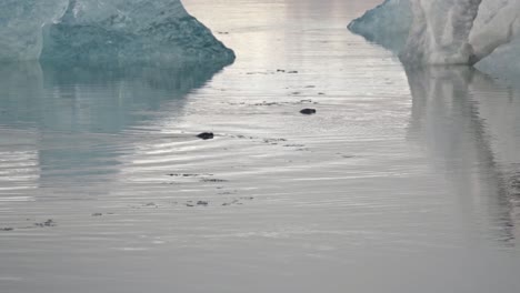 witness the calm beauty of a seal swimming through the icy waters of jökulsárlón glacier lagoon in this serene footage.