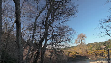 elk river flowing through woods, oregon