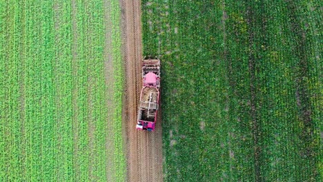 sugar beet harvest with holmer terra dos t3