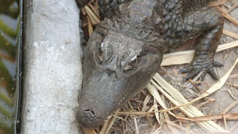 headshot of american alligator resting, top view, blinking, still shot