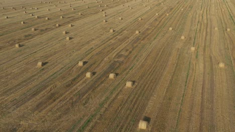 flight above the harvested field of wheat 4k aerial video