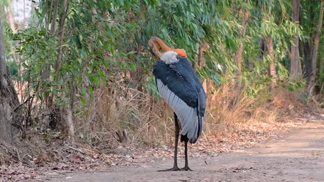 Un-Gran-Pájaro-De-La-Familia-De-Las-Cigüeñas-Común-En-El-Sur-De-Asia-Y-Ahora-En-Peligro-De-Extinción-Debido-A-La-Pérdida-De-Hábitat