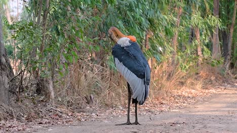 un gran pájaro de la familia de las cigüeñas común en el sur de asia y ahora en peligro de extinción debido a la pérdida de hábitat