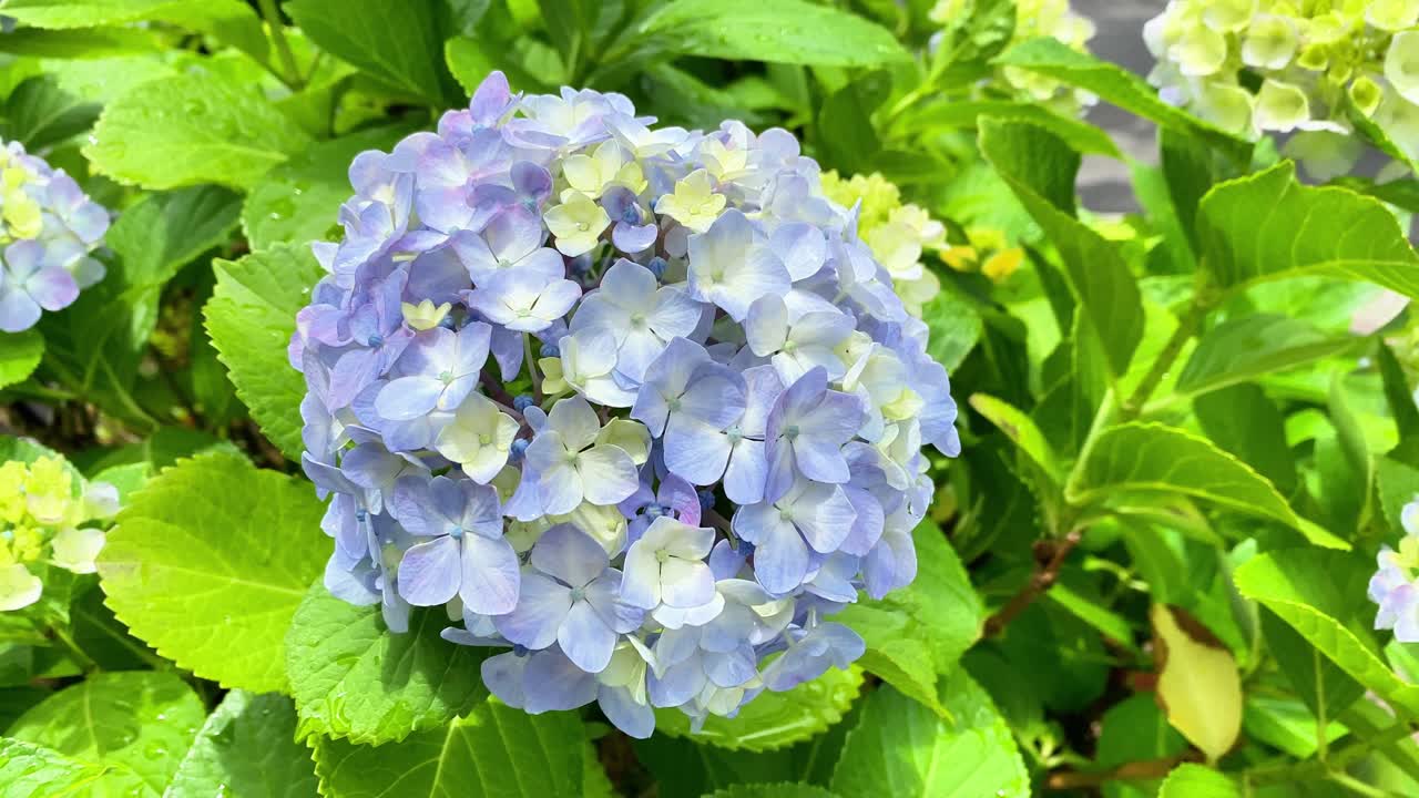 It became hydrangea flowering season