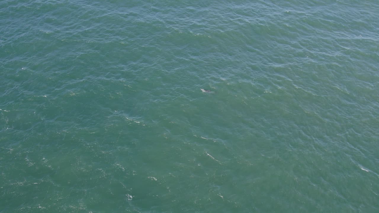 호주 이스트 코스트 qld에서 병코 돌고래 수영과 열대 바다 - 공중 드론 샷