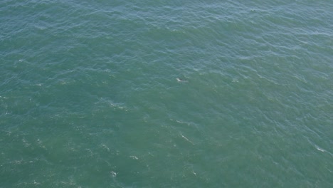 Tropischer-Ozean-Mit-Tümmlern,-Die-An-Der-Ostküste-Von-Qld,-Australien-Schwimmen---Luftdrohnenaufnahme