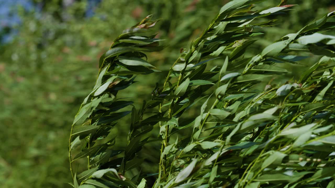 Green leaves blowing in strong wind summer sun slow motion