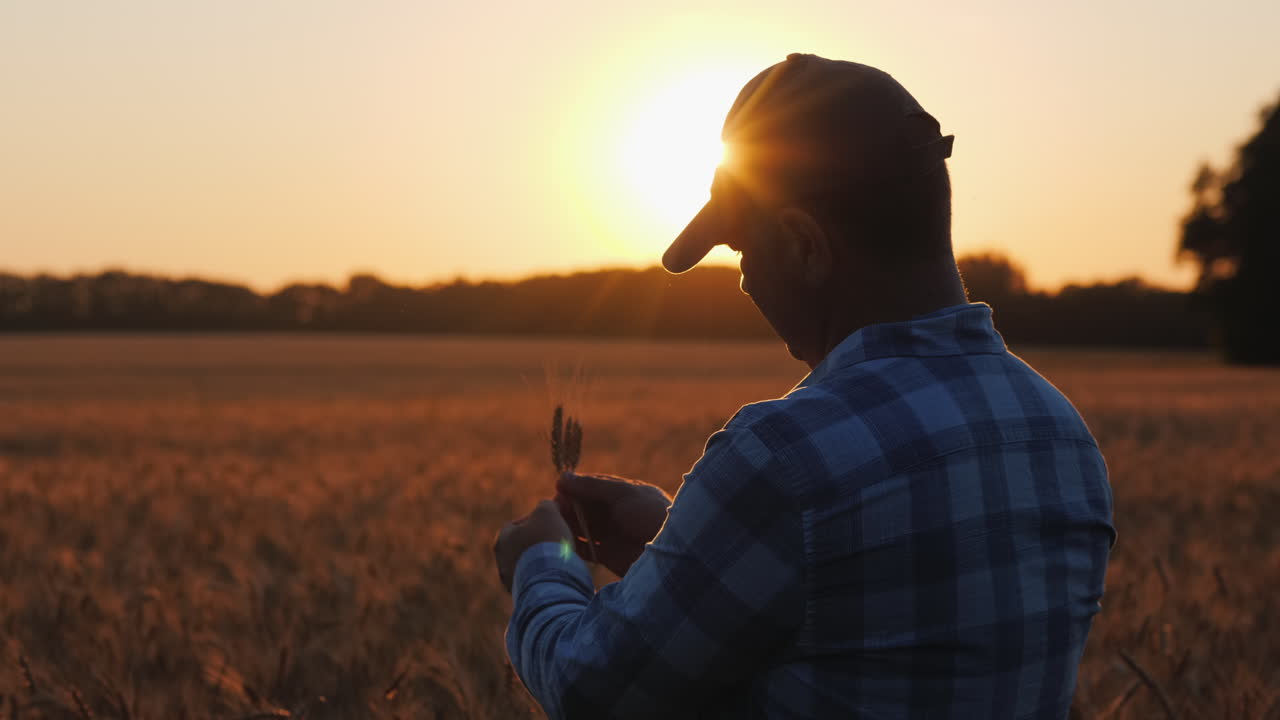 Fazendeiro idoso examinando trigo ao pôr do sol