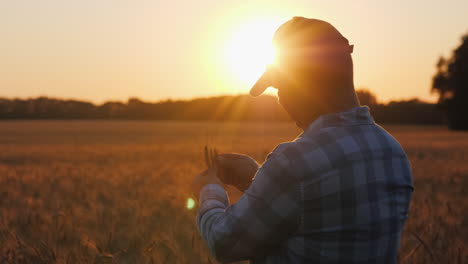 Senior-farmer-studying-wheat-at-sunset