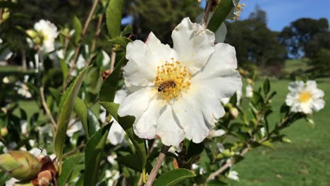 bee feeding off the nectar of a white petalled flower in a garden