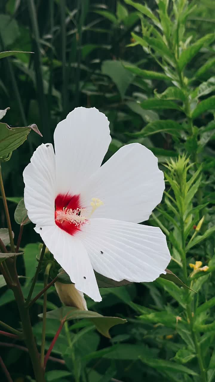 Fiore di ibisco bianco in giardino