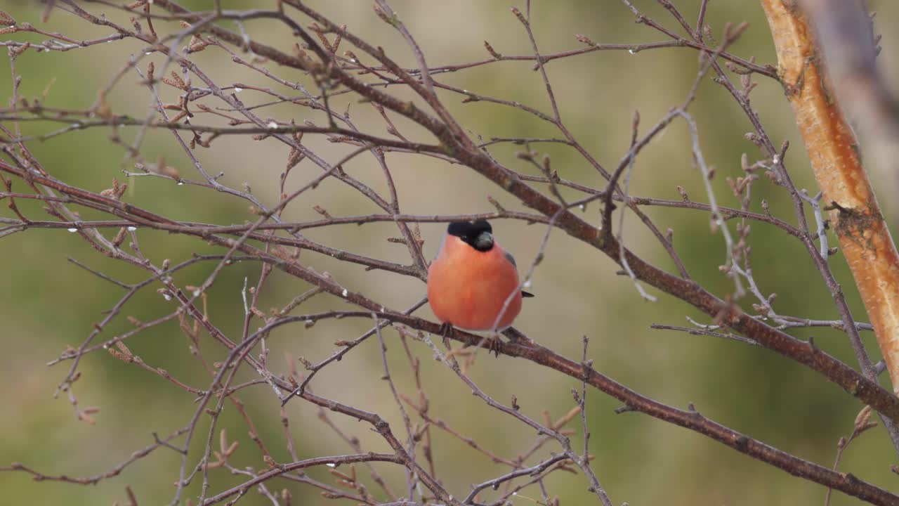 bullfinch euroasiático mirando alrededor en el bosque mientras se sienta en la rama de un árbol