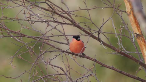 Bullfinch-Euroasiático-Mirando-Alrededor-En-El-Bosque-Mientras-Se-Sienta-En-La-Rama-De-Un-árbol