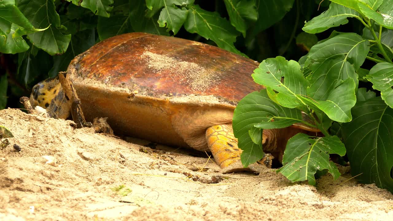 Sea turtle crawling onto beach, hiding in vegetation while building nest